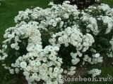 Bordure Blanche Bordure Blanche