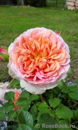 Abraham Darby Abraham Darby