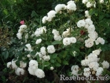 Bordure Blanche Bordure Blanche