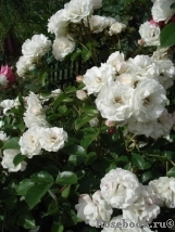 Bordure Blanche Bordure Blanche