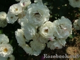 Bordure Blanche Bordure Blanche