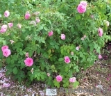 Gertrude Jekyll Gertrude Jekyll