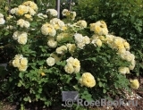 Golden Border Golden Border