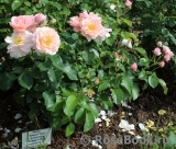 Twiggy’s Rose Twiggy’s Rose