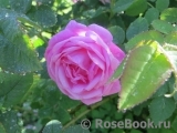 Gertrude Jekyll Gertrude Jekyll