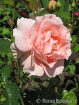 L’Aimant L’Aimant