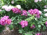 Perennial Blue Perennial Blue