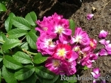 Perennial Blue Perennial Blue