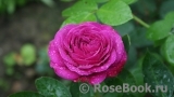 Heidi Klum Rose Heidi Klum Rose
