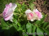 Ritausma Ritausma