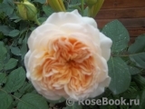 Apricot Sky ® Apricot Sky ®
