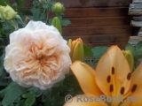 Apricot Sky ® Apricot Sky ®