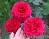 Rose des 4 Vents Rose des 4 Vents