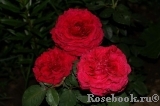 Rose des 4 Vents Rose des 4 Vents