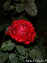 Rose des 4 Vents Rose des 4 Vents