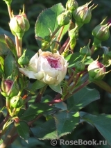 Mariatheresia Mariatheresia