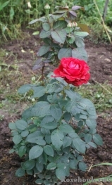 Rose des 4 Vents Rose des 4 Vents
