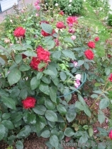 Rose des 4 Vents Rose des 4 Vents