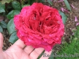 Rose des 4 Vents Rose des 4 Vents