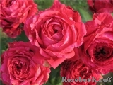 Rose des 4 Vents Rose des 4 Vents