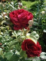 Rose des 4 Vents Rose des 4 Vents