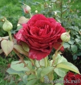 Rose des 4 Vents Rose des 4 Vents