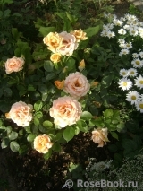 Ashram Ashram
