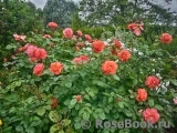 Westerland Westerland