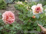 Abraham Darby Abraham Darby
