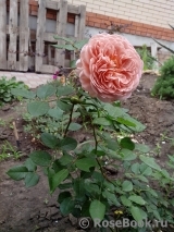 Abraham Darby Abraham Darby