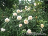 Crocus Rose® Crocus Rose®