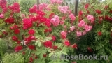 Rosarium Uetersen Rosarium Uetersen