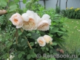 Crocus Rose® Crocus Rose®