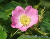 Rosa eglanteria Rosa eglanteria