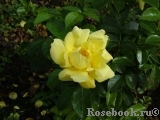 Loredo Loredo