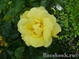 Loredo Loredo