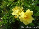 Loredo Loredo