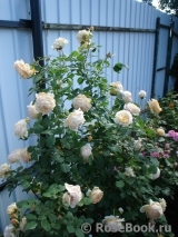 Crown Princess Margareta® Crown Princess Margareta®
