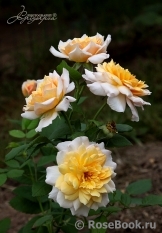 Grace® Grace®