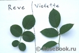 Parfum de Reve Parfum de Reve