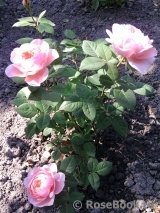 The Alnwick Rose The Alnwick Rose