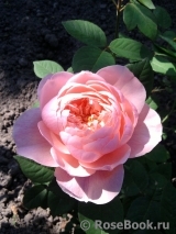 The Alnwick Rose The Alnwick Rose