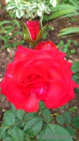 Red Diadem Red Diadem