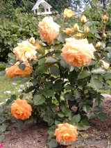 Goldelse Goldelse