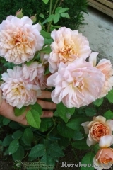 Grace® Grace®