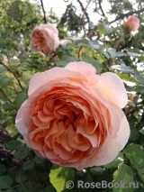 Abraham Darby Abraham Darby
