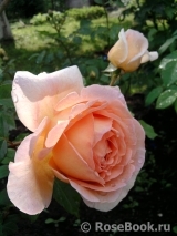 Abraham Darby Abraham Darby