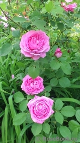 Constance Spry Constance Spry