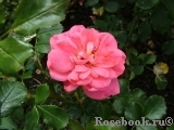 Bluhendes Barock Bluhendes Barock
