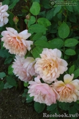 Grace® Grace®